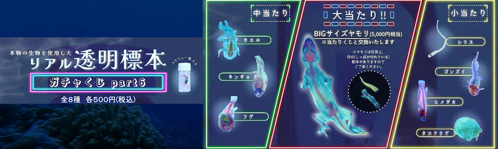 リアル透明標本part6