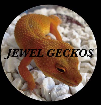 JEWEL GECKOS